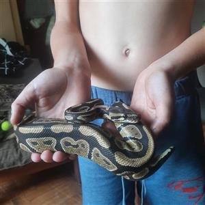 Stunning Ball Phython 