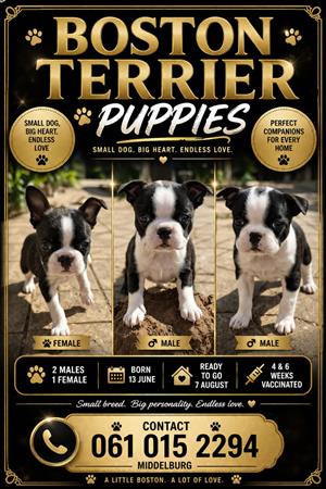 Boston Terrier Puppies