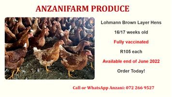 Lohman Brown Layer Hens for sale - Fully Vaccinated