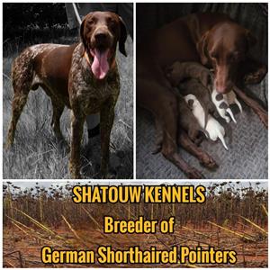 GSP Puppies