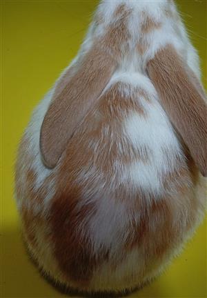 New Zealand Red Rabbits 