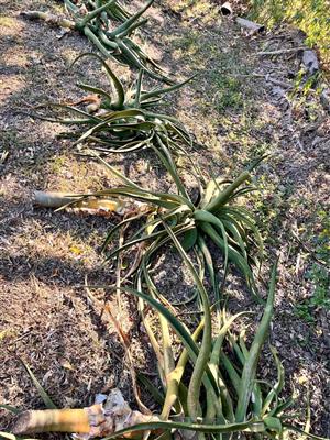 Very large cuttings of tree aloes