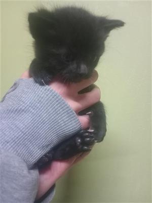Kittens for sale 