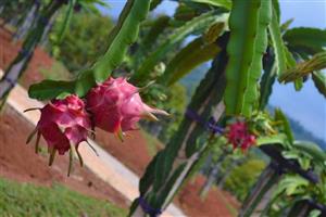 FARM THE Dragon Fruit IN South Africa