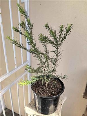 Lovely Tea Trees in 17cm pots  (12 avaliable)