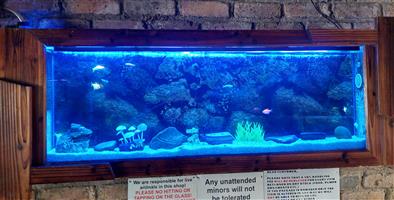 Wall Unit Fish Tank
