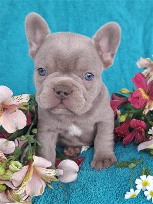 Stunning Exotic French bulldog puppies available 