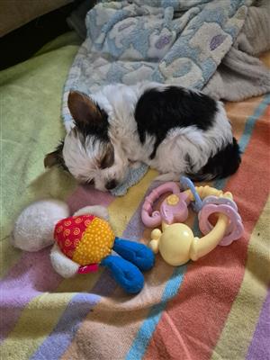 Miniature Biewer yorkies 2 females, 1 male