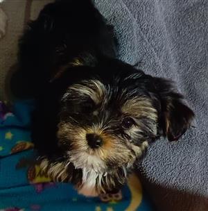 Yorkshire Terrier male puppy