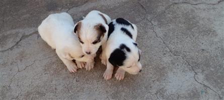 lovely labrador crossed collie puppies
