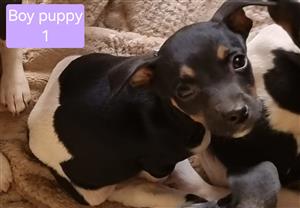 Smooth fox terrier puppies - long legs