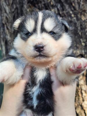 Pomsky puppies
