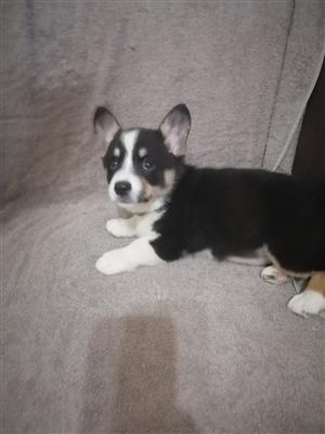 Female Corgi Puppies 