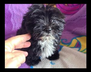 Morkie pups