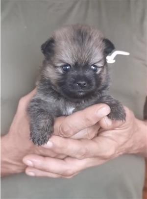 Toypom puppy 