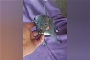 Italian Greyhound Male Puppies
