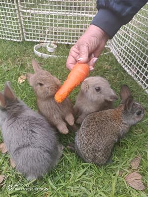 Tame baby rabbits for sale.
