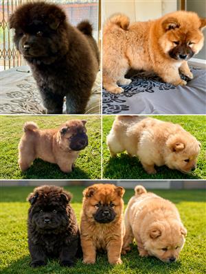 Chow Chow Puppies Available Cream, Brown, Black