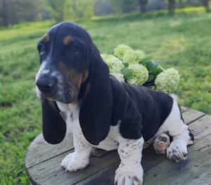 Basset Hound Puppies for sale