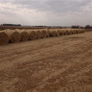 TEFF BALES FOR SALE