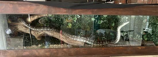 Custom Cages Reptiles 