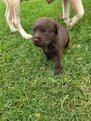 Labradors available 