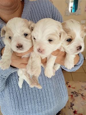 Puppies Maltese