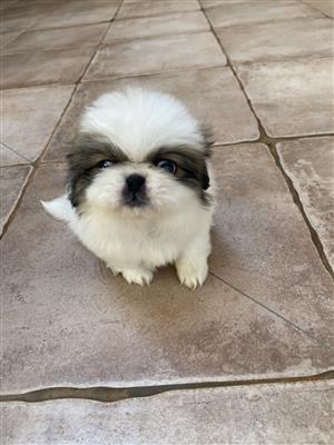 Adorable Pekingese puppies for dale