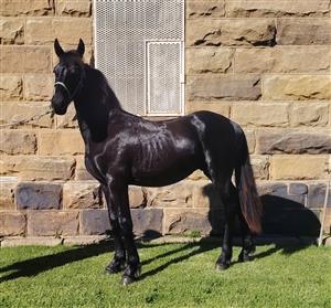 Friesian colt