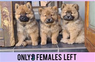 Female Chow Chow Puppies For Sale