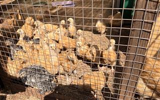 Potch koekoek & Buff Orpington chickens