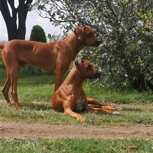 Purebred Rhodesian Ridgeback puppies.  Mom: Ounooi, Dad Rolo.  Born 11.04.2023