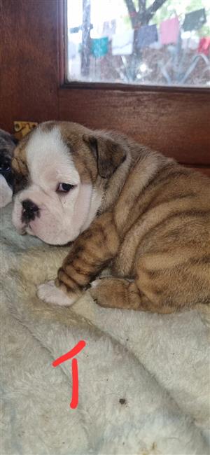 Gorgeous English bulldog puppies available