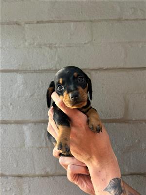Miniature Dachshund Puppy for Sale 🐾