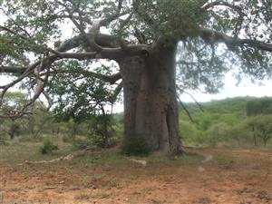 Mopane game farm in Limpopo - It has 7 hills!