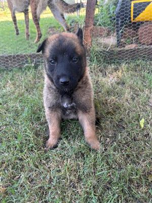 Belgian Malanois puppies.