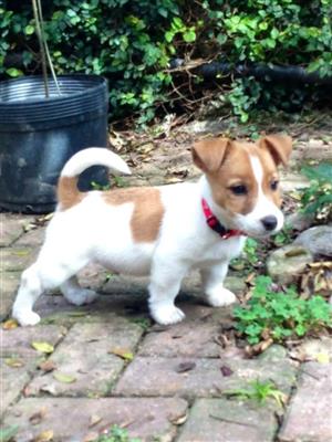 Jack Russell puppy 10 weeks old