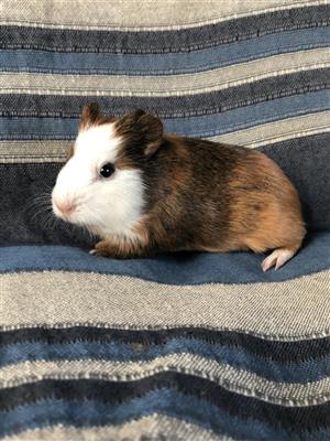 Beautiful Guinea pig babies for sale Different colours available Pls WhatsApp if