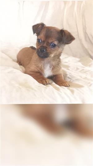 Chihuahua x yorkie, chiweenie pups.