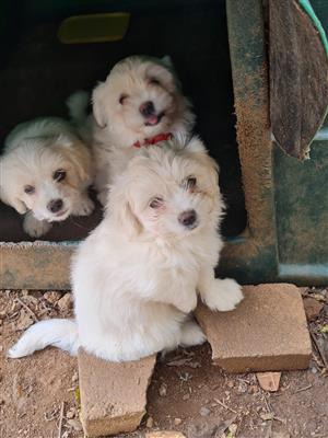 Special on Beautiful Female Maltese Puppies