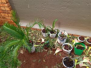 Cycad plants, seedlings & seed pods for sale