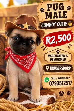 Pug male puppy 