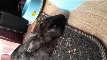 Netherland bunny for sale 