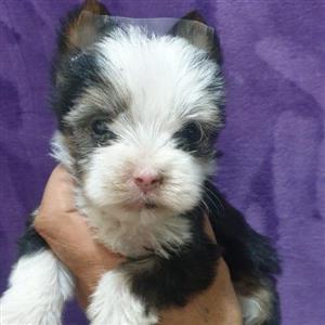 Gorgeous Exotic Registered Minature yorkshire terrier puppies for sale.