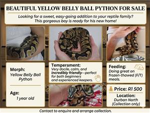Ball python