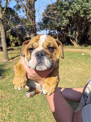Gorgeous English bulldog puppies available