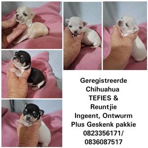Chihuahua puppies