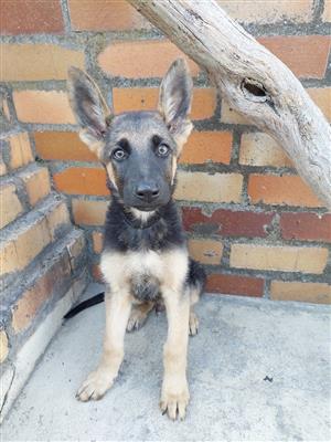 German Shepherd Puppies for Sale(neg)