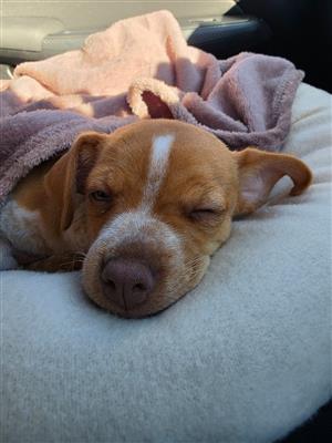 Jack Russel 