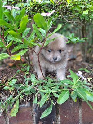 Pomeranian puppies 